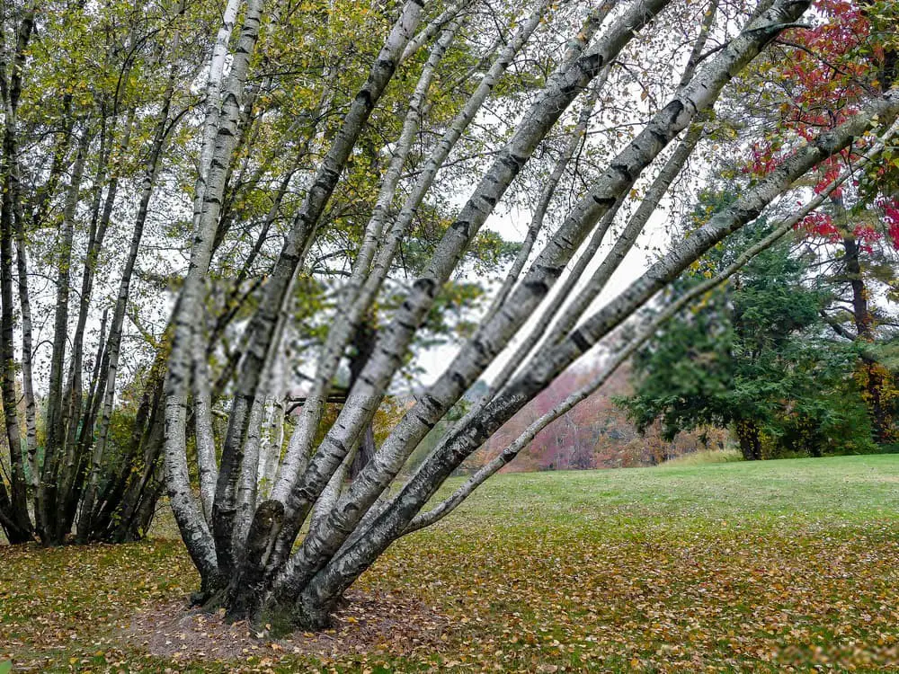 Gray Birch (Betula Populifolia)