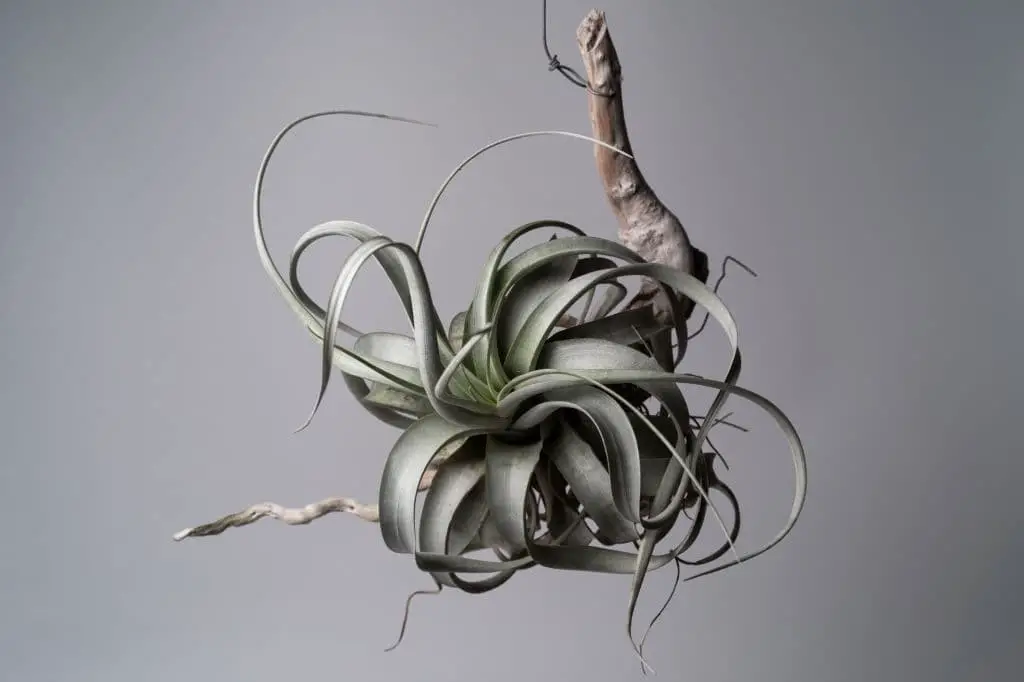 King of Tillandsias (Tillandsia xerographica)