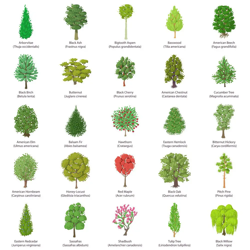 Popular Types of trees