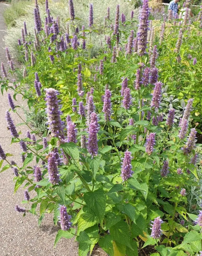 Growing, Planting And Using Agastache Hummingbird Mint