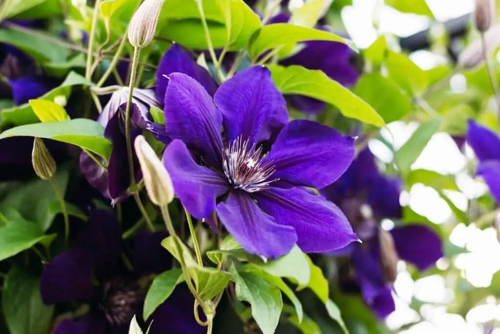 Clematis.