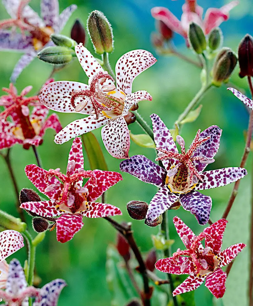 #1. Toadlily (Tricyrtis)