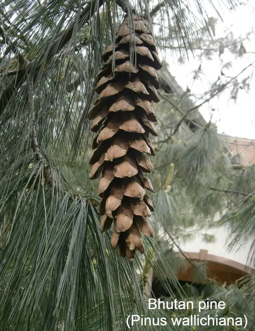 Bhutan pine (Pinus wallichiana)