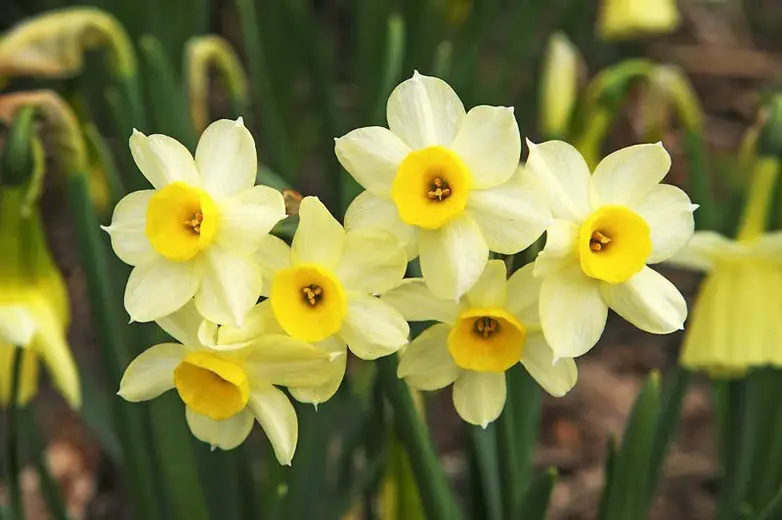 Tips on How to Grow Daffodils