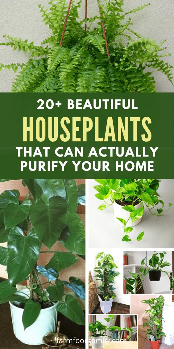 20 Beautiful House Plants That Can Actually Purify Your Home