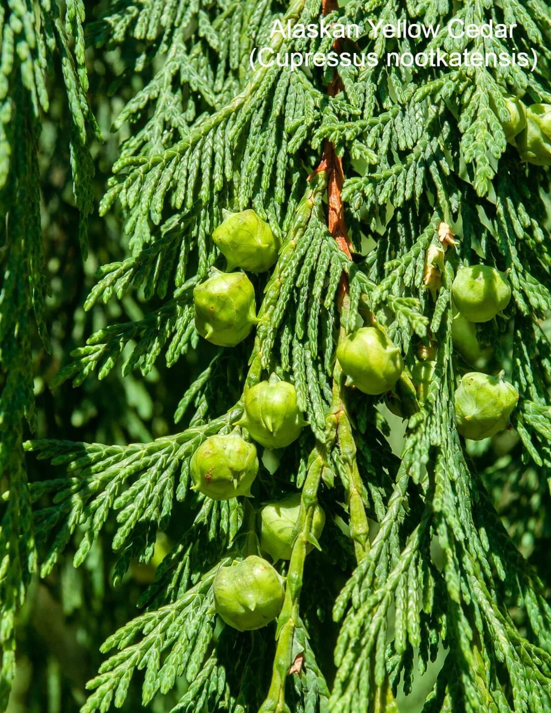 Alaskan Yellow Cedar (Cupressus nootkatensis)