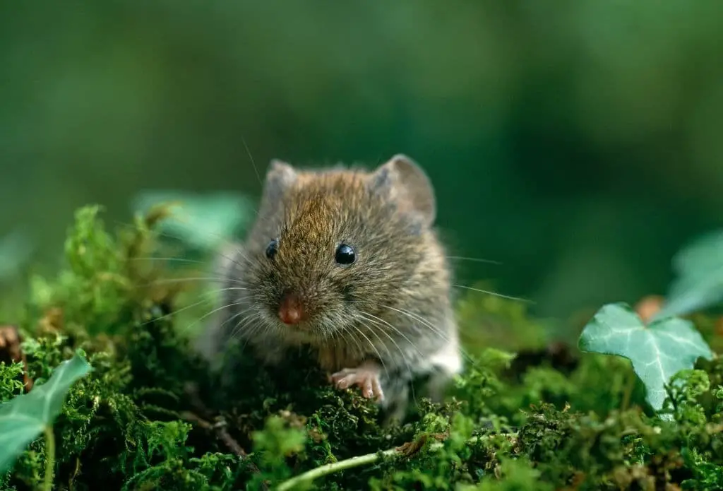 Vole (Microtus spp.)