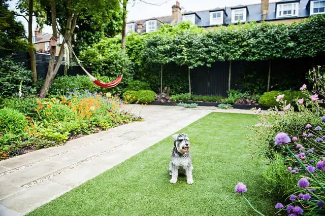 Backyard hardscape ideas for dogs.