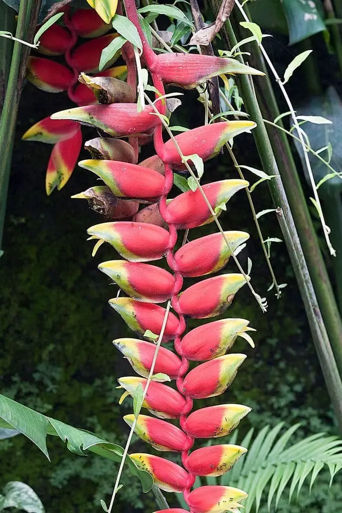 Dyeriana (Tillandsia dyeriana)