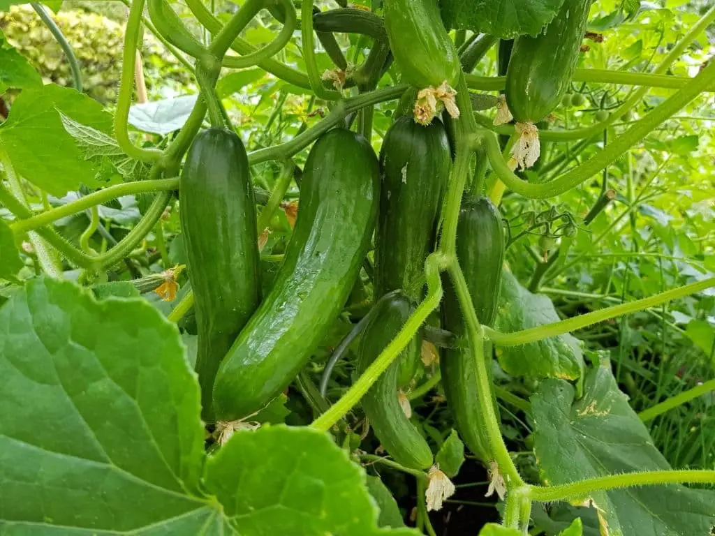 Cucumber