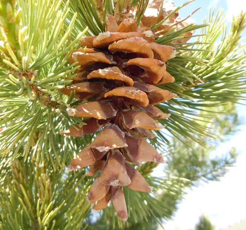 Limber Pine (Pinus flexilis)