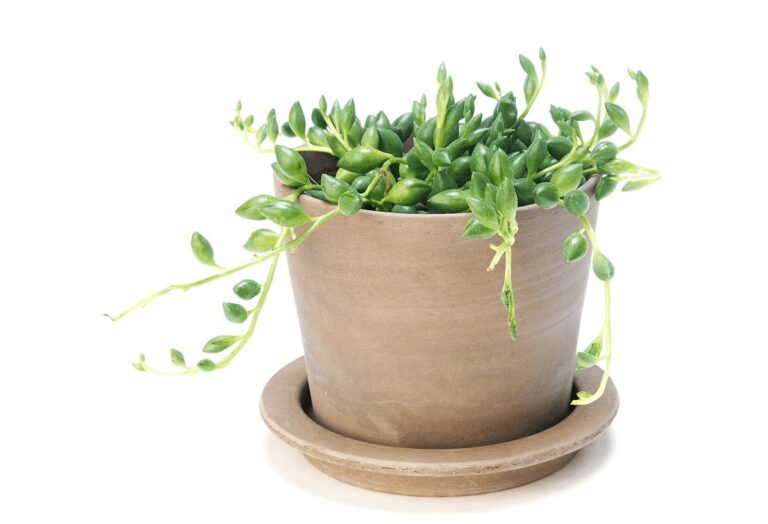 How To Grow And Care For String Of Pearls Plant