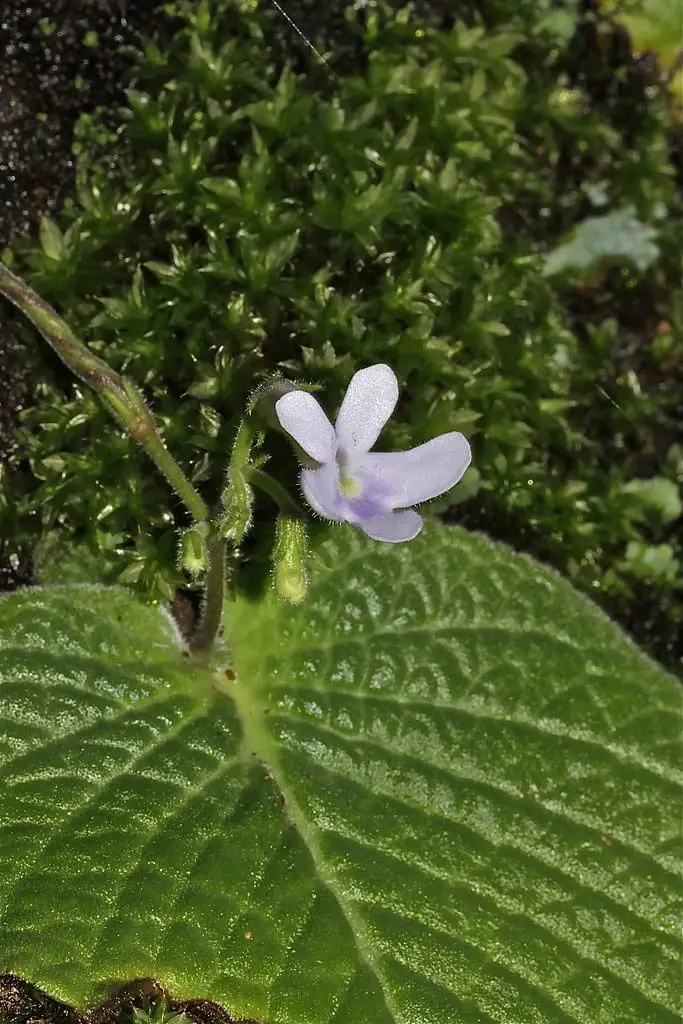 Polyanthus (Streptocarpus polyanthus)