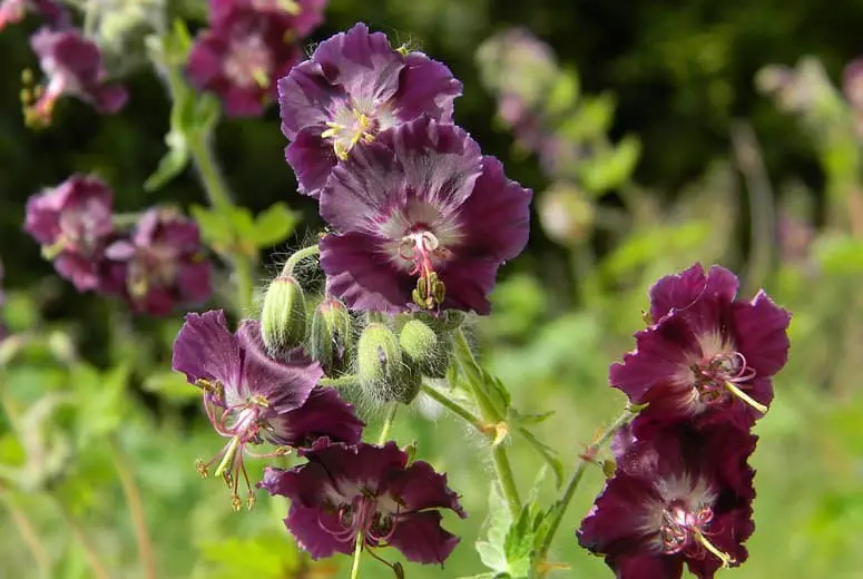 Dusky Cranesbill Geranium.