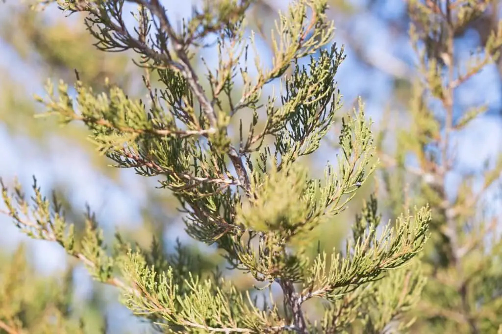 Eastern Red Cedar (Juniperus Virginiana)