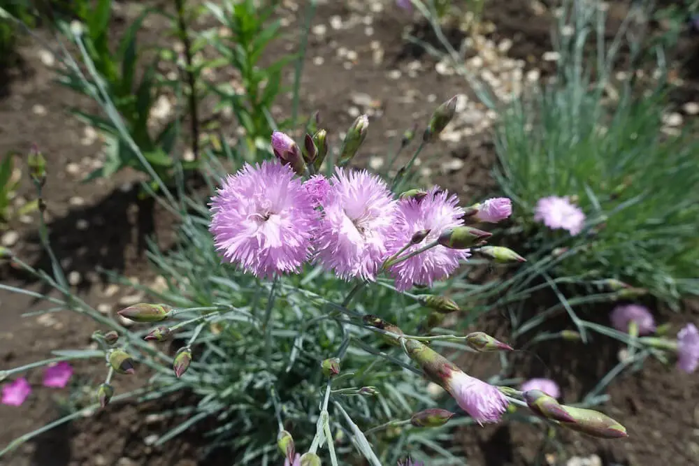 Double dianthus