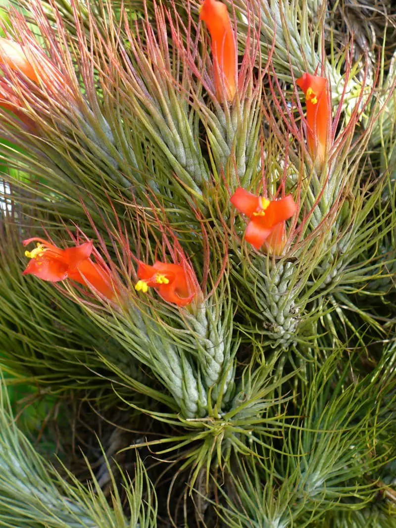 Funkiana (Tillandsia funkiana)