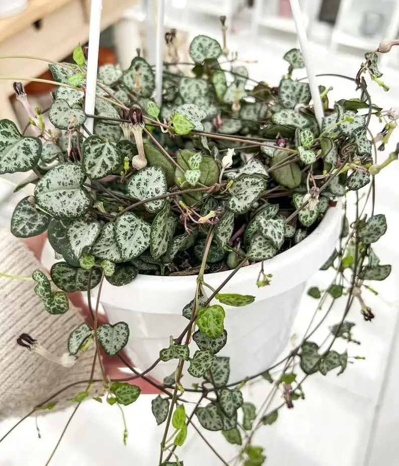 String of Hearts (Ceropegia Woodii).