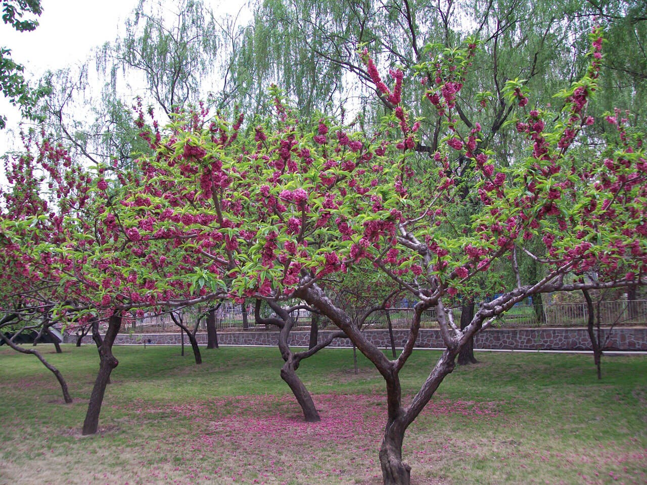 Flowering trees