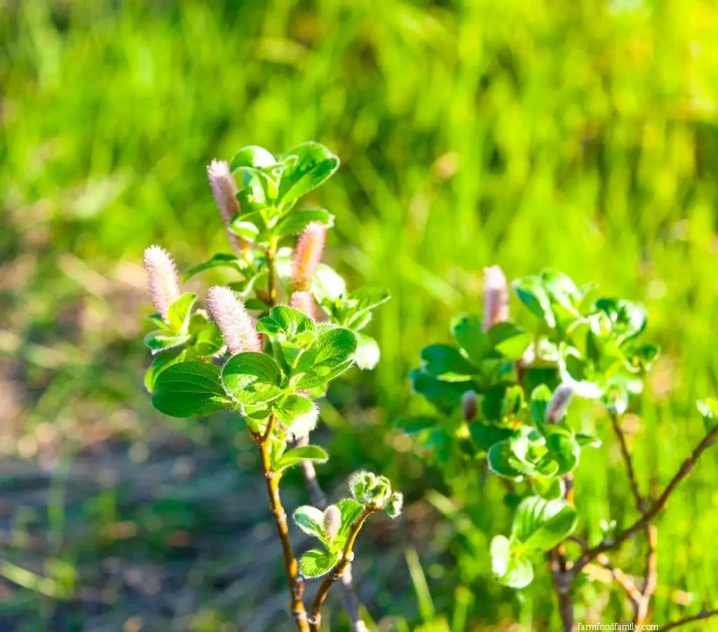 Hooker’s Willow (Salix hookeriana)