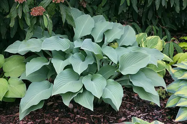 Krossa Regal hosta