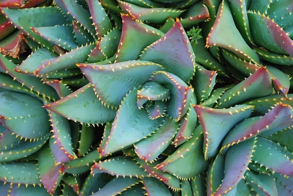 Short Leaf Aloe (Aloe Brevifolia)