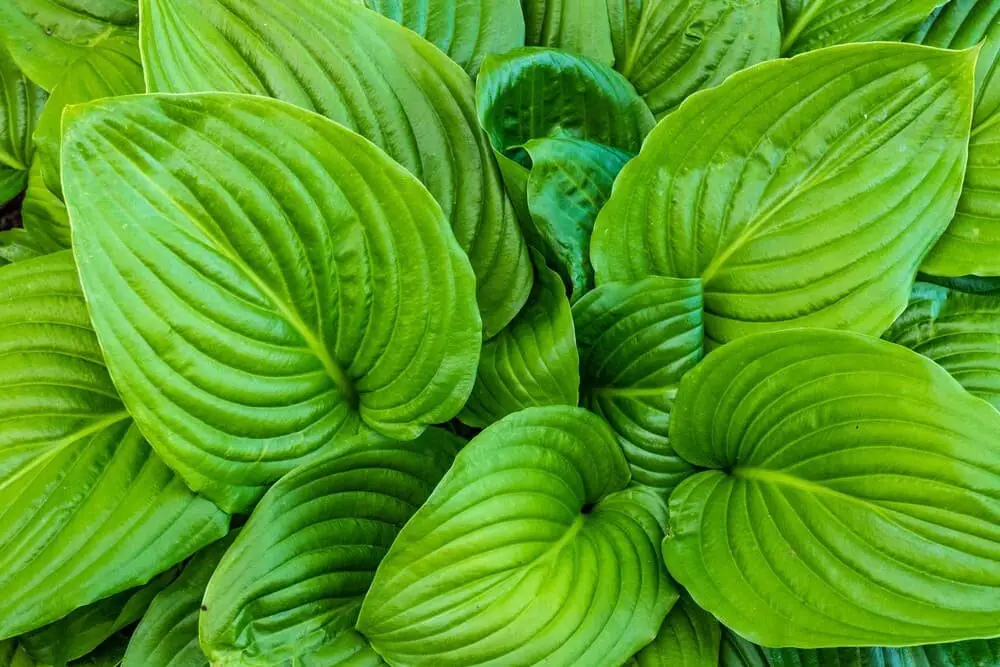 Hosta August Moon