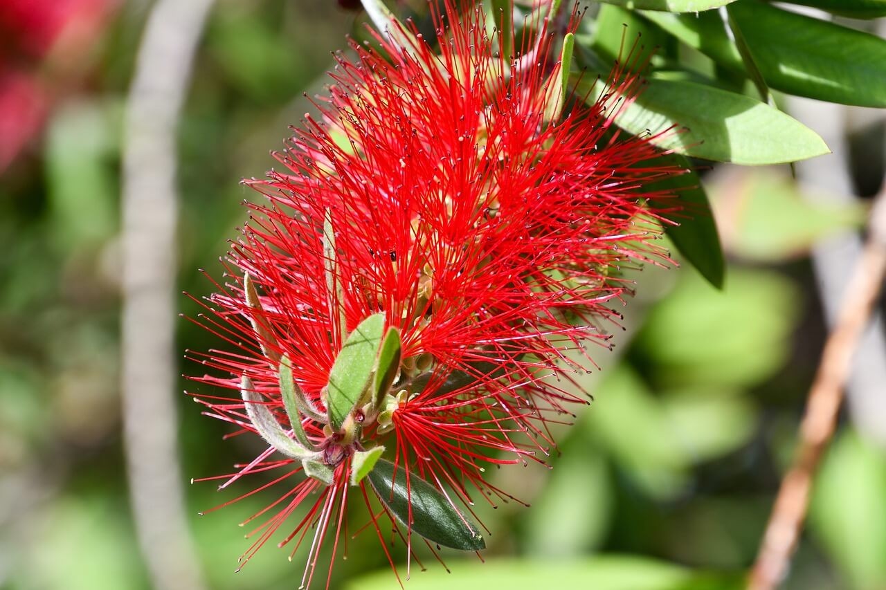 Crimson Bottlebrush (Melaleuca citrina)