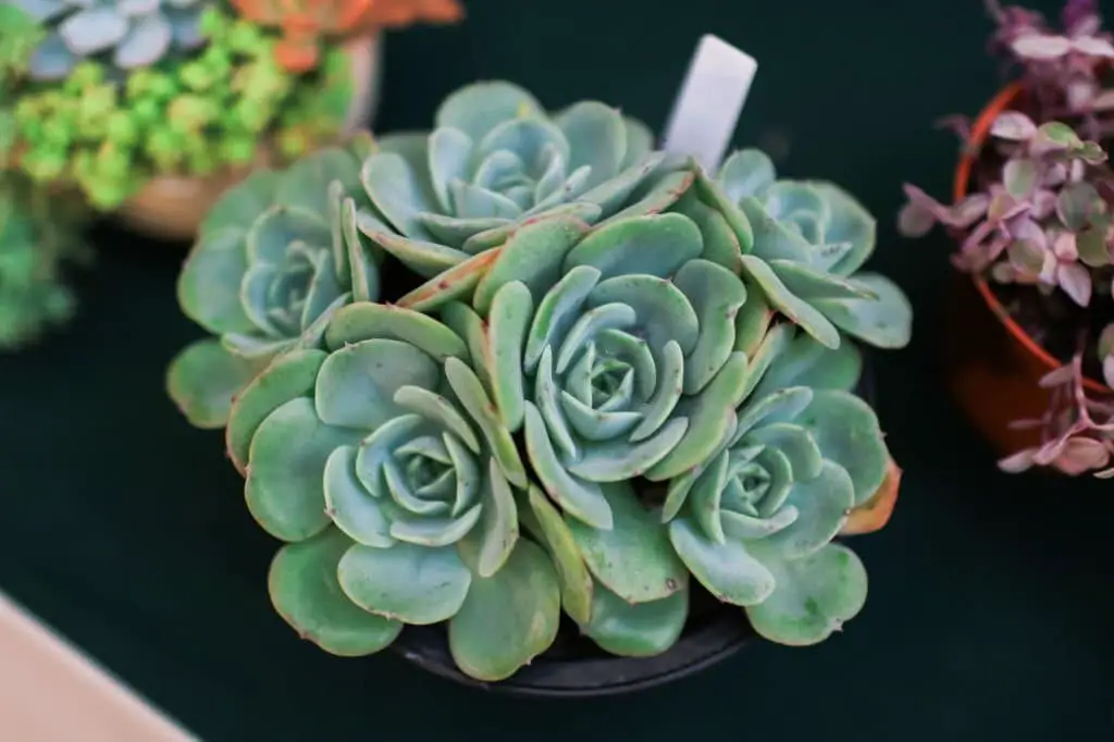 Echeveria elegans (Mexican Snowball, Hens and Chicks).