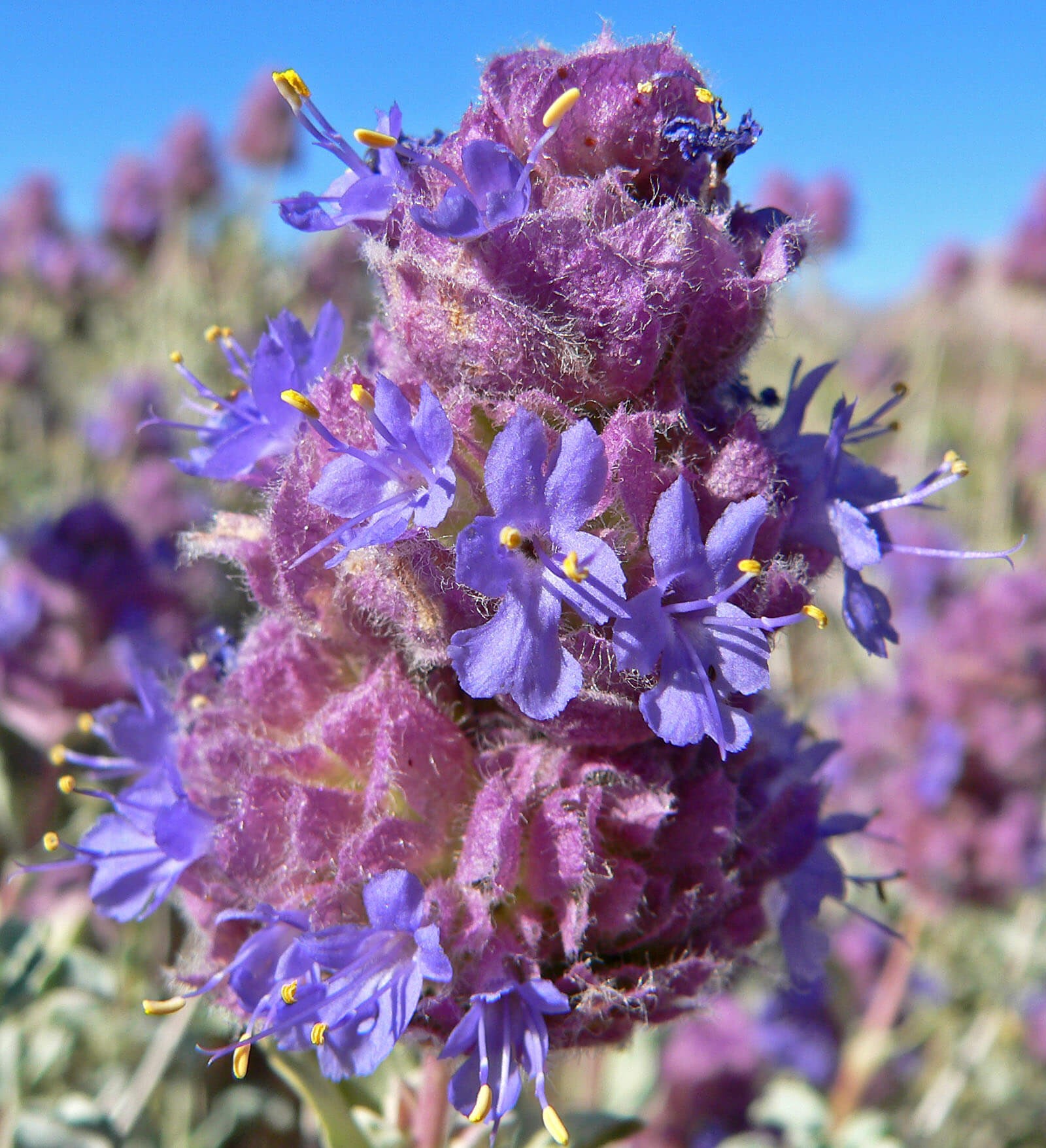 Desert Sage (Salvia dorrii)