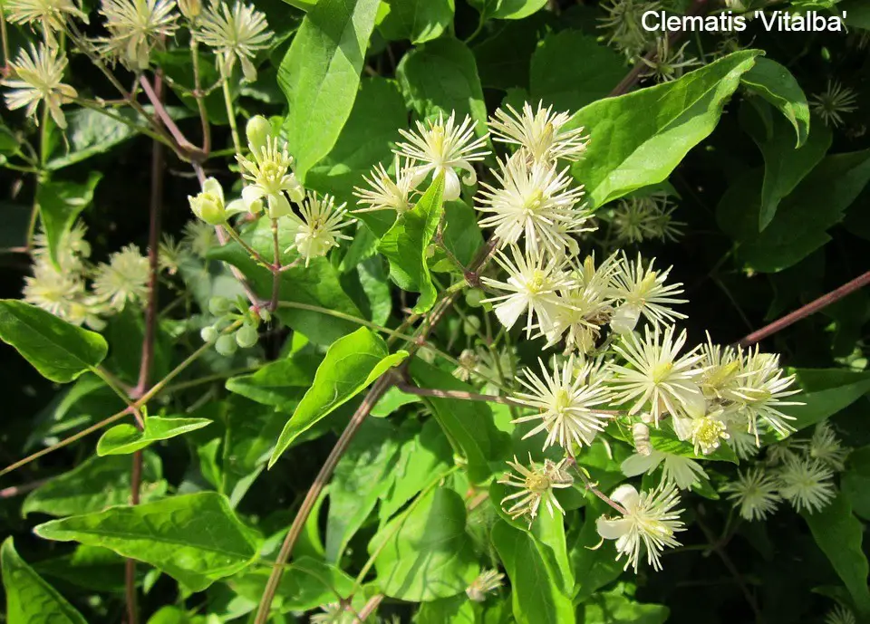 Late Summer Flowering Clematis