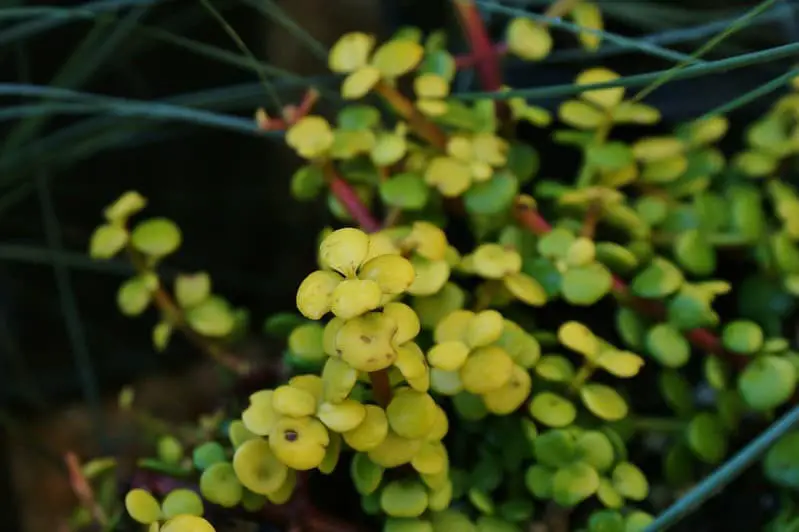 Portulacaria Afra