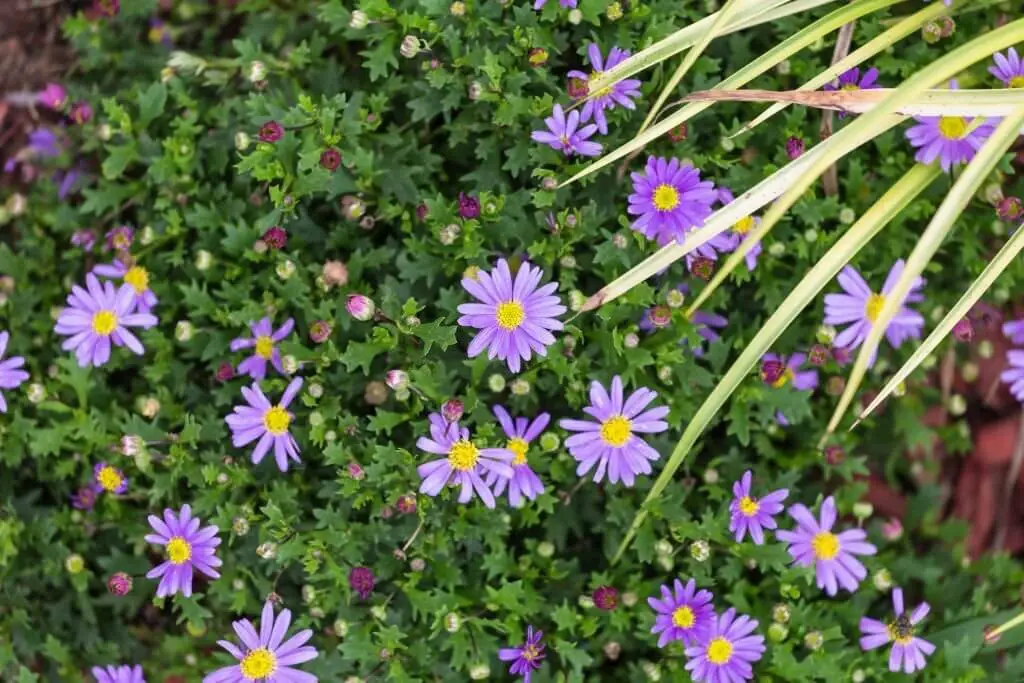 Swan River Daisy (Brachyscome iberidifolia).