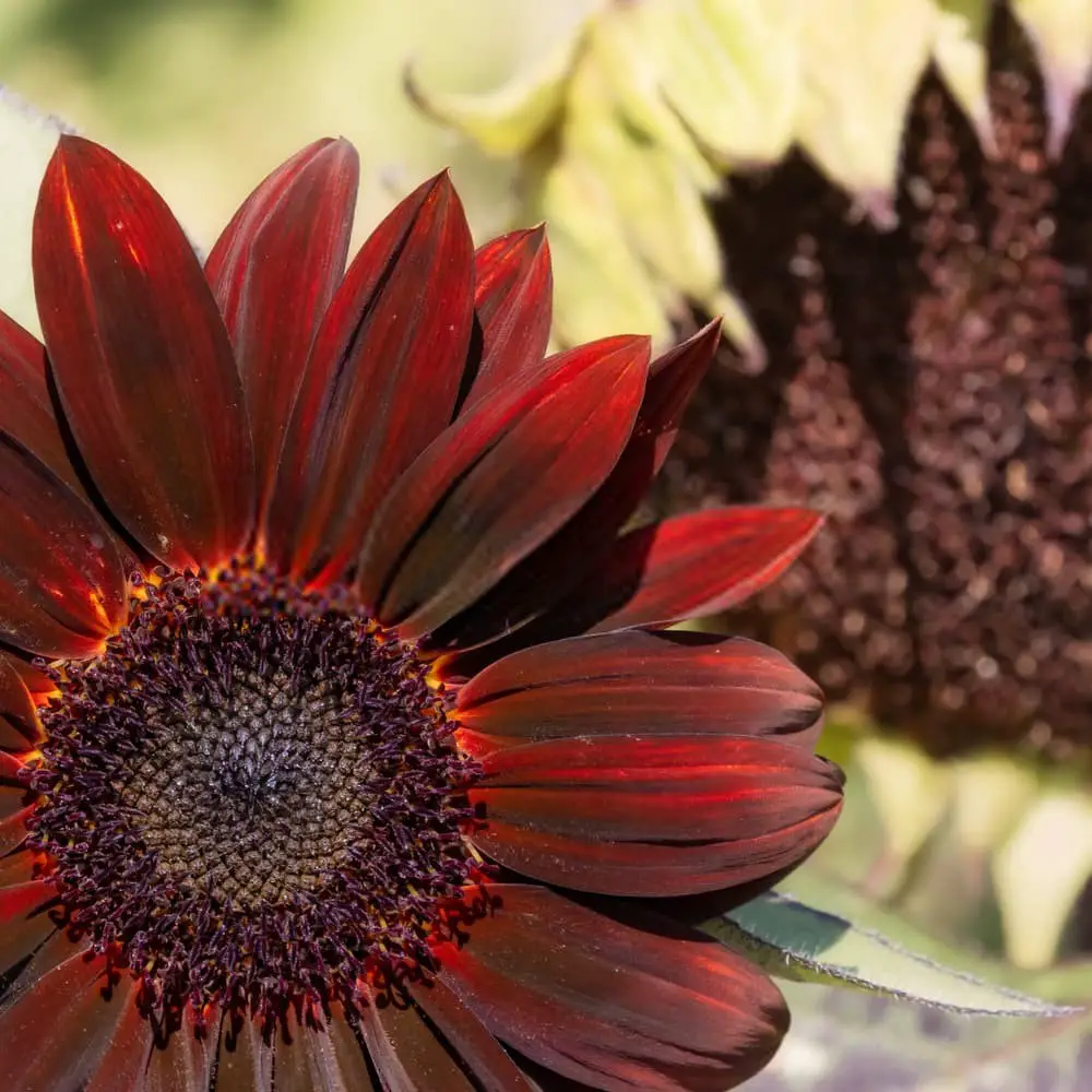 Black Magic sunflower