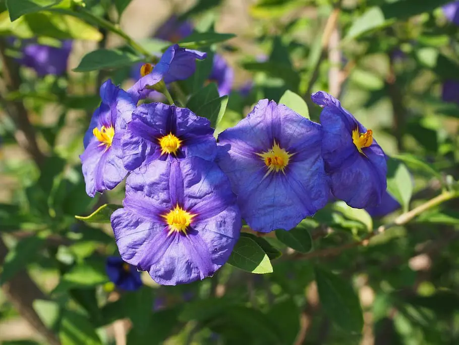 Paraguay Nightshade (Solanum Rantonnetii)