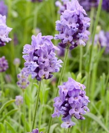 Thumbelina Leigh (Lavandula angustifolia ‘Thumbelina Leigh‘)