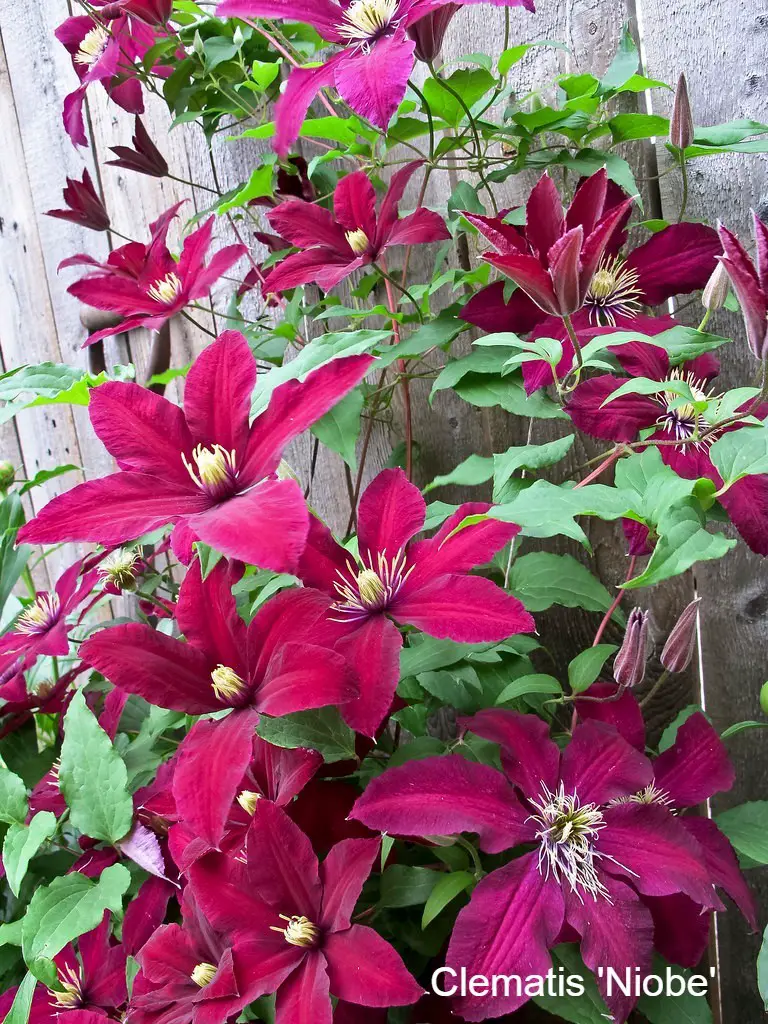 Late Summer Flowering Clematis