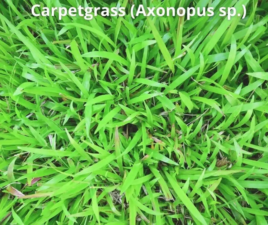 Carpetgrass (Axonopus sp.)