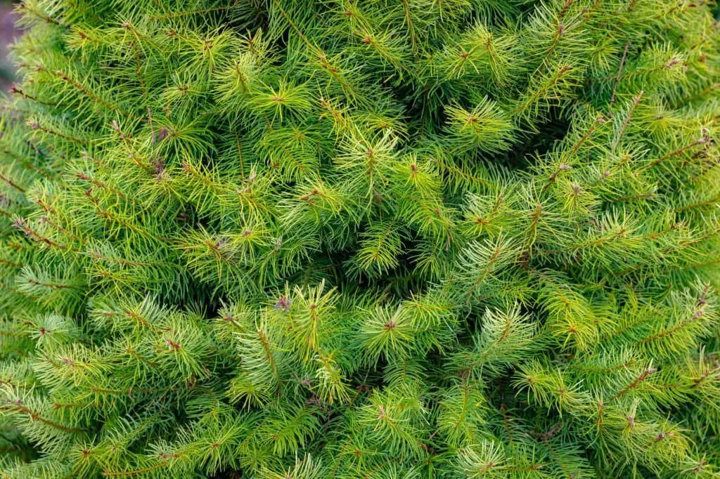 Grand Fir (Abies grandis).