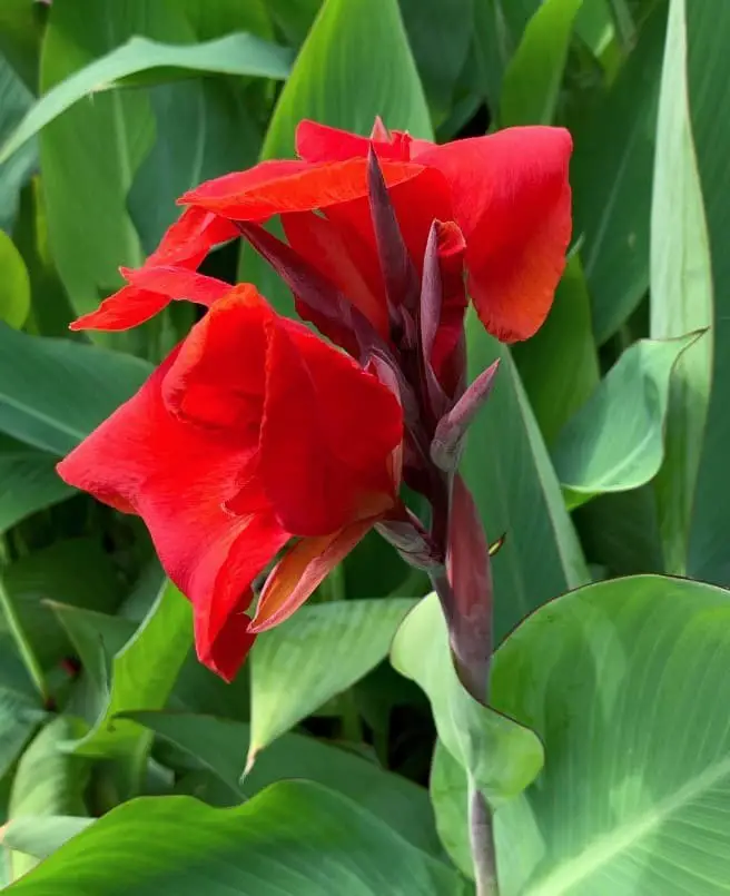 Canna Lily (Canna indica)