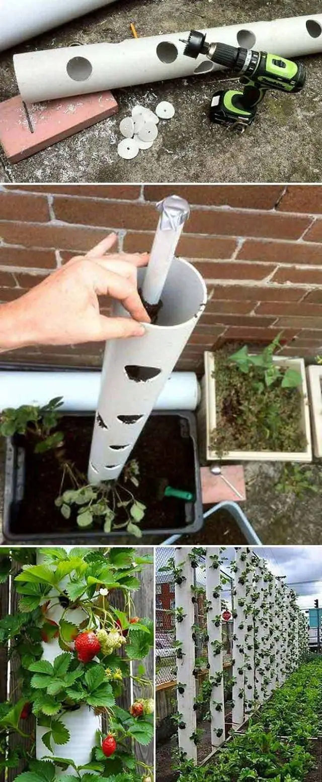 Vertical Strawberry Tube Planter