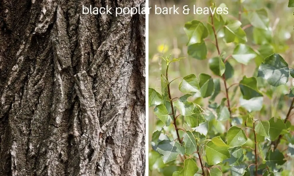 Black Poplar Tree (Populus nigra)