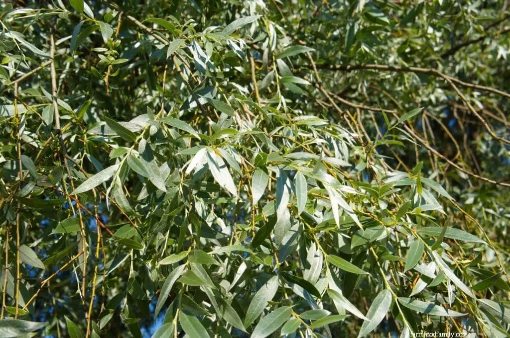 White Willow (Salix alba)