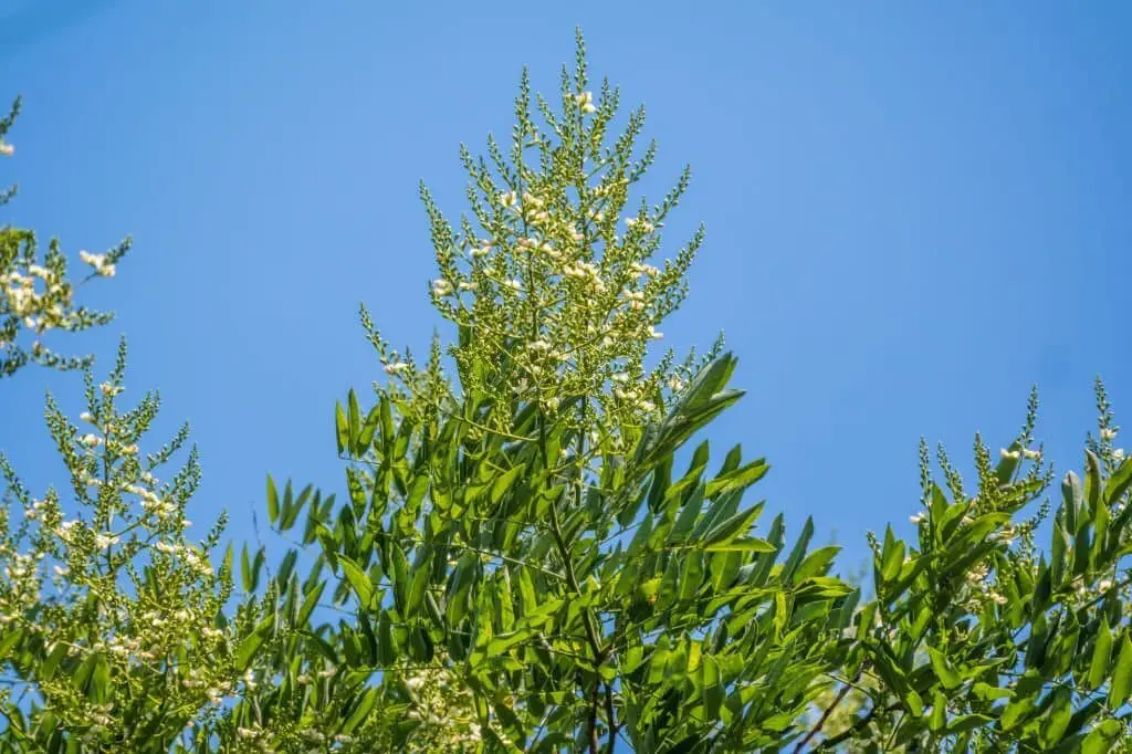 Tree of Heaven (Ailanthus altissima).