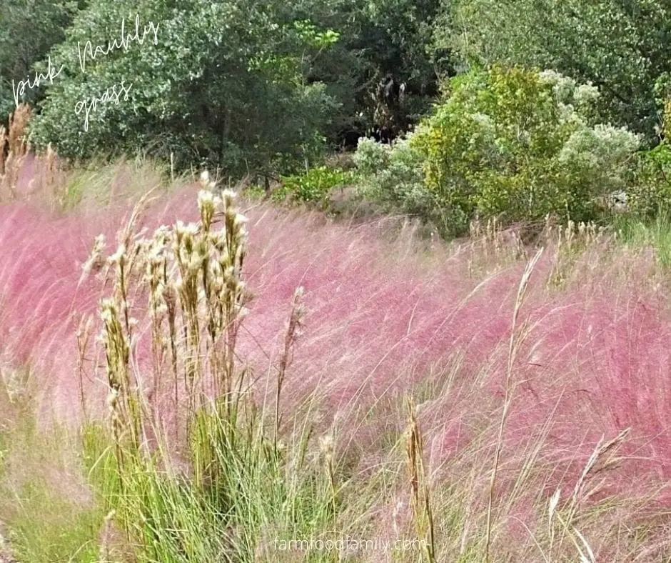 #15. Pink muhly grass (Muhlenbergia capillaris)