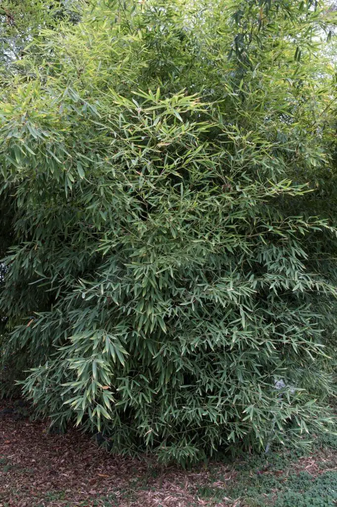 Green-Glaucous Bamboo (Phyllostachys viridiglaucescens)