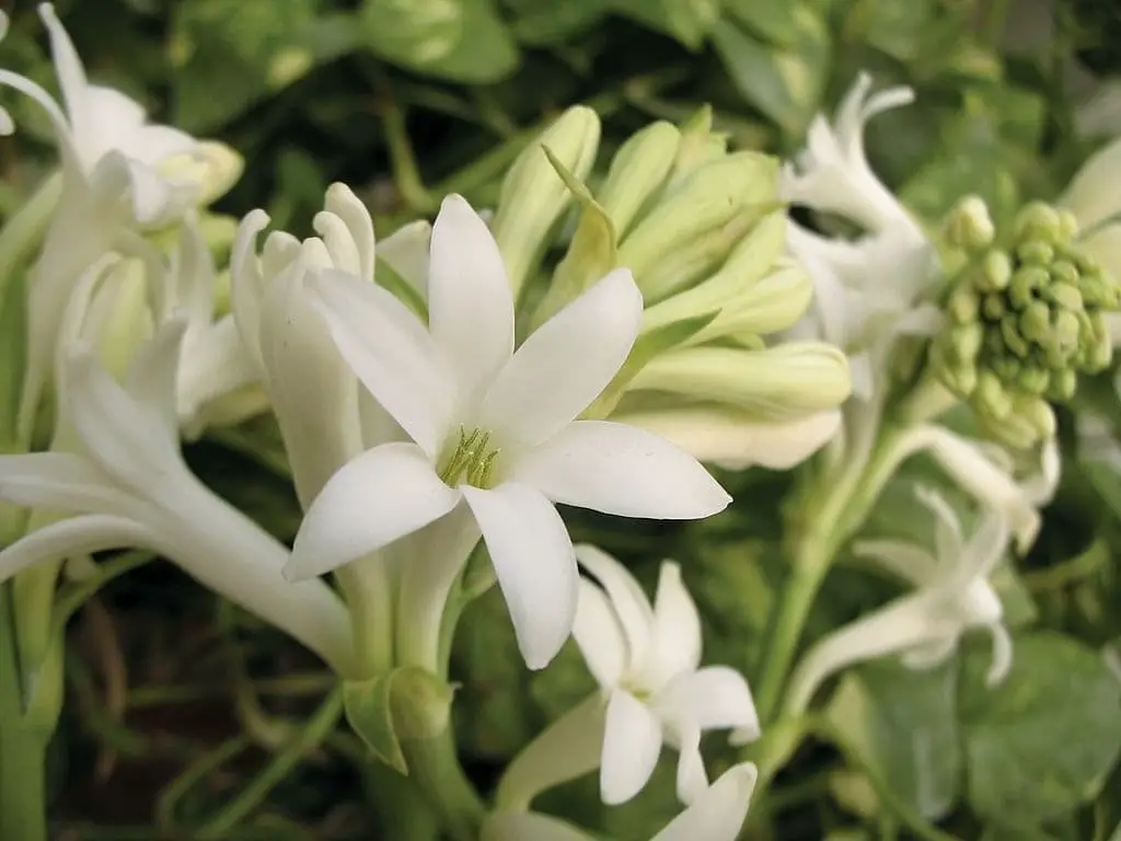 Tuberose