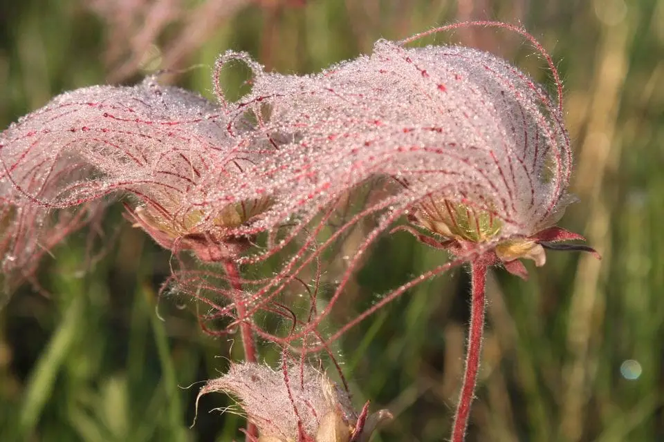 Prairie smoke (Geum triflorum)