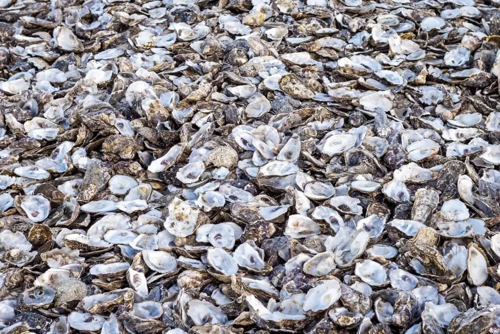 Crushed Shells