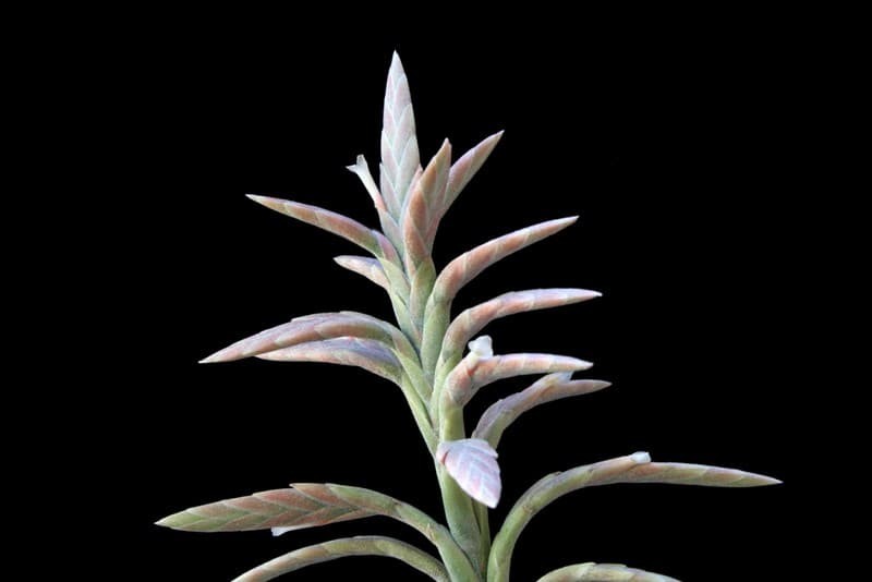 Didisticha (Tillandsia didisticha)